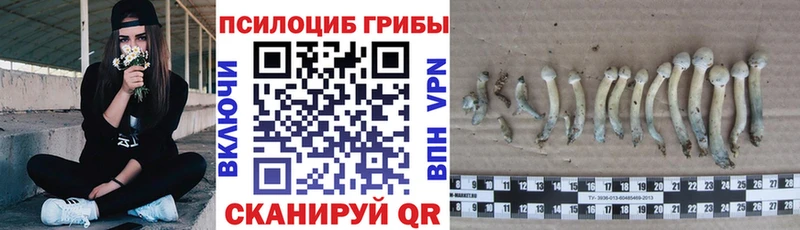Псилоцибиновые грибы MAGIC MUSHROOMS  где можно купить   блэк спрут ССЫЛКА  Кадников 